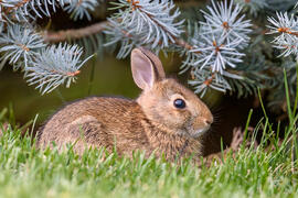 Bunny photo 01 - Forest bun